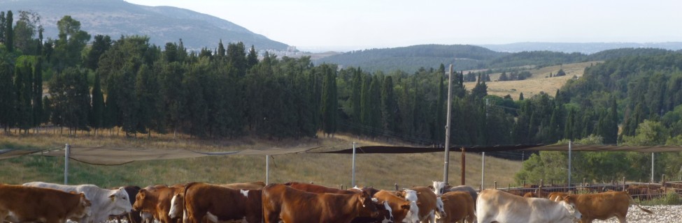Cows, Shavuot, Ein Hashofet