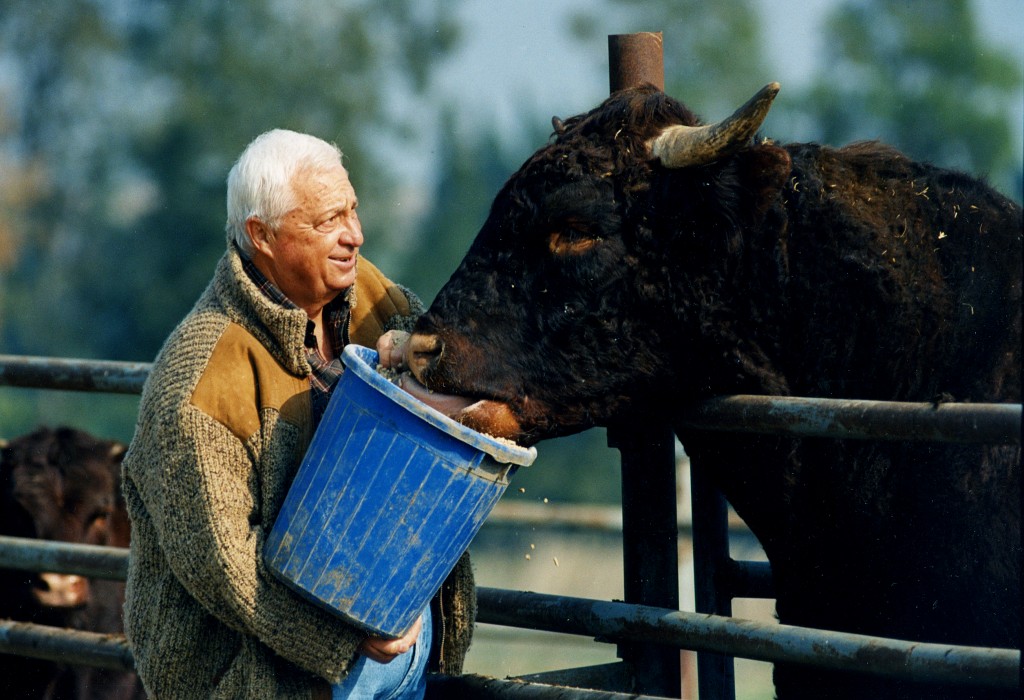 Ariel Sharon, working on his farm, 1996. Photo: Moshe Shai / Flash90