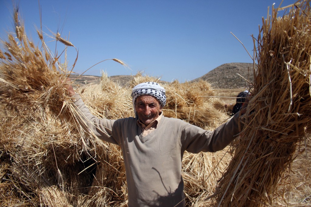 A Palestinian farmer harvests wheat in the West Bank village of Abu Falah, north of Ramallah. Photo: Issam Rimawi / Flash90