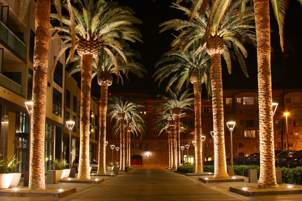Palm trees in San Jose. Photo: Michael / Wikimedia