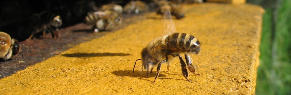 An Israeli company is researching how to prevent colony collapse disorder, which has lead to the disappearance of 30 percent of all hive populations each year. Photo: Waugsberg / Wikimedia
