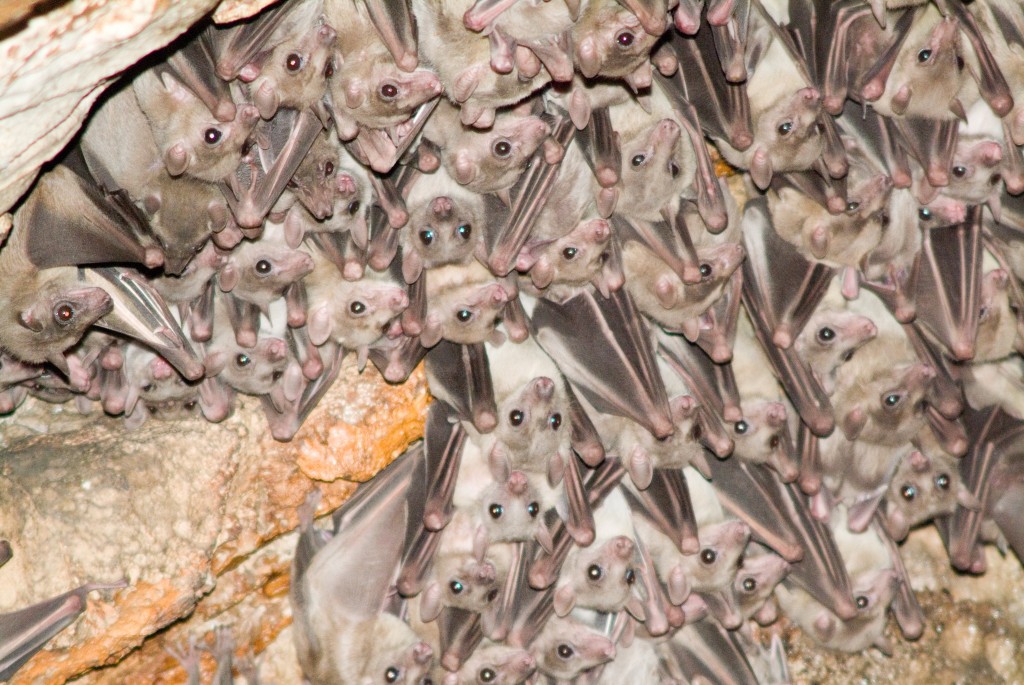 Bats in a cave in Beit Shemesh. Photo: Jorge Novominsky / Flash90