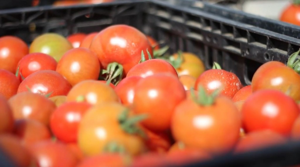 Tomatoes grown with seeds from the Israeli agricultural firm Hazera. Photo: Hazera Seeds Ltd. / YouTube