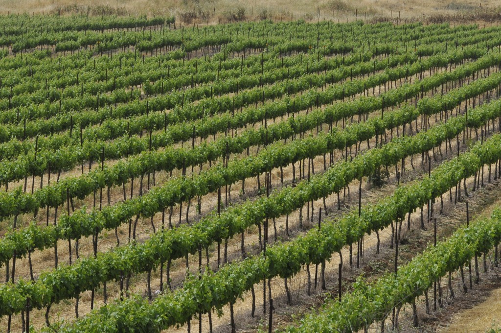 Vineyards in Kibbutz Ortal in the Golan Heights, affiliated with the Golan Heights Winery. Photo: Serge Attal / Flash90