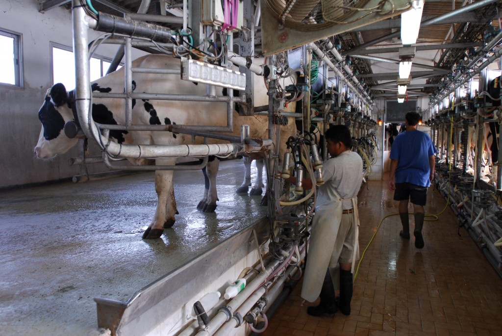 Automated milking at the Klein family dairy farm in Beerotaim, central Israel. Photo: Gili Yaari / Flash90