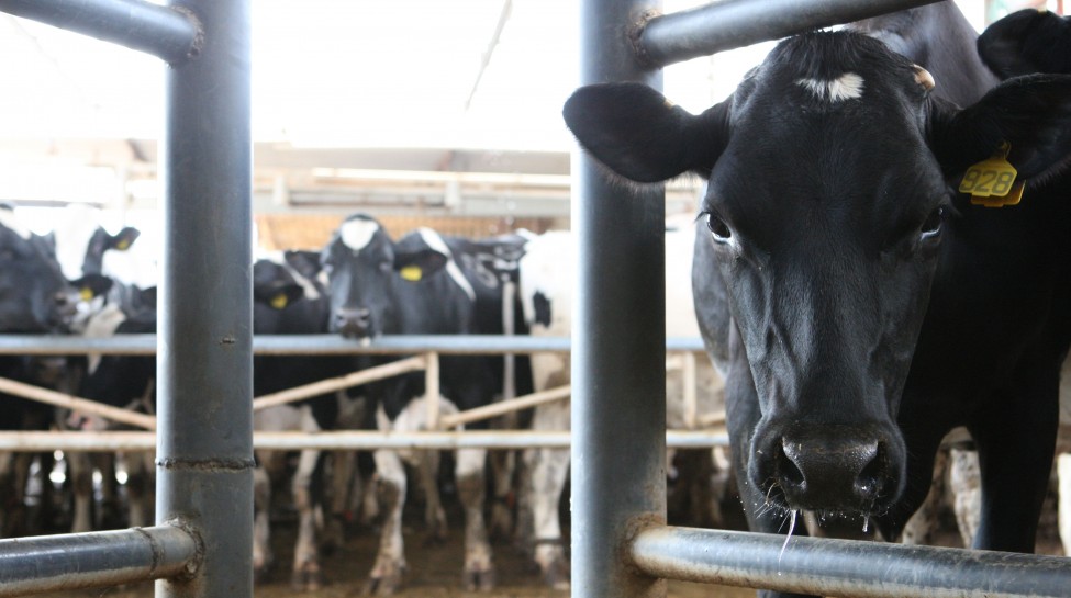 Cows wait to be milked at Kibbutz Gazit. Photo: Keren Freeman / Flash90