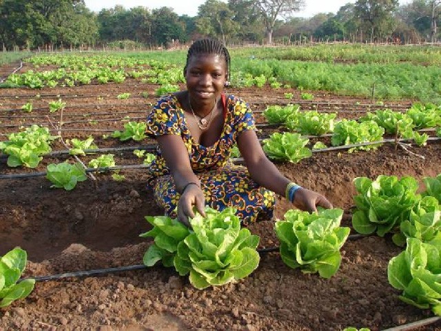 Lettuce is grown on a MASHAV farm in Senegal. Photo: MASHAV