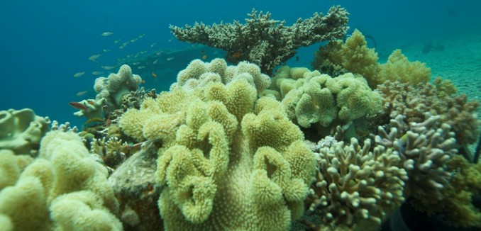 Israeli Coral May Hold Key to Saving Reefs Around the World | The Tower